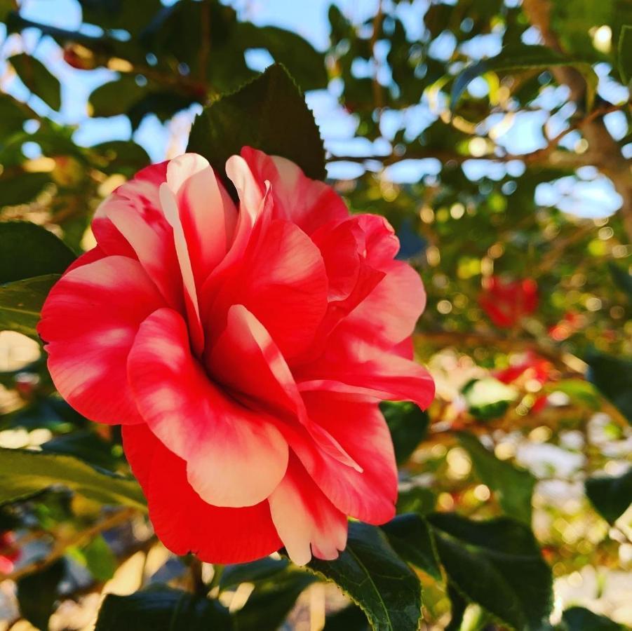 טאנאבה Private Guest House Kumanoyasai Near Takahara מראה חיצוני תמונה
